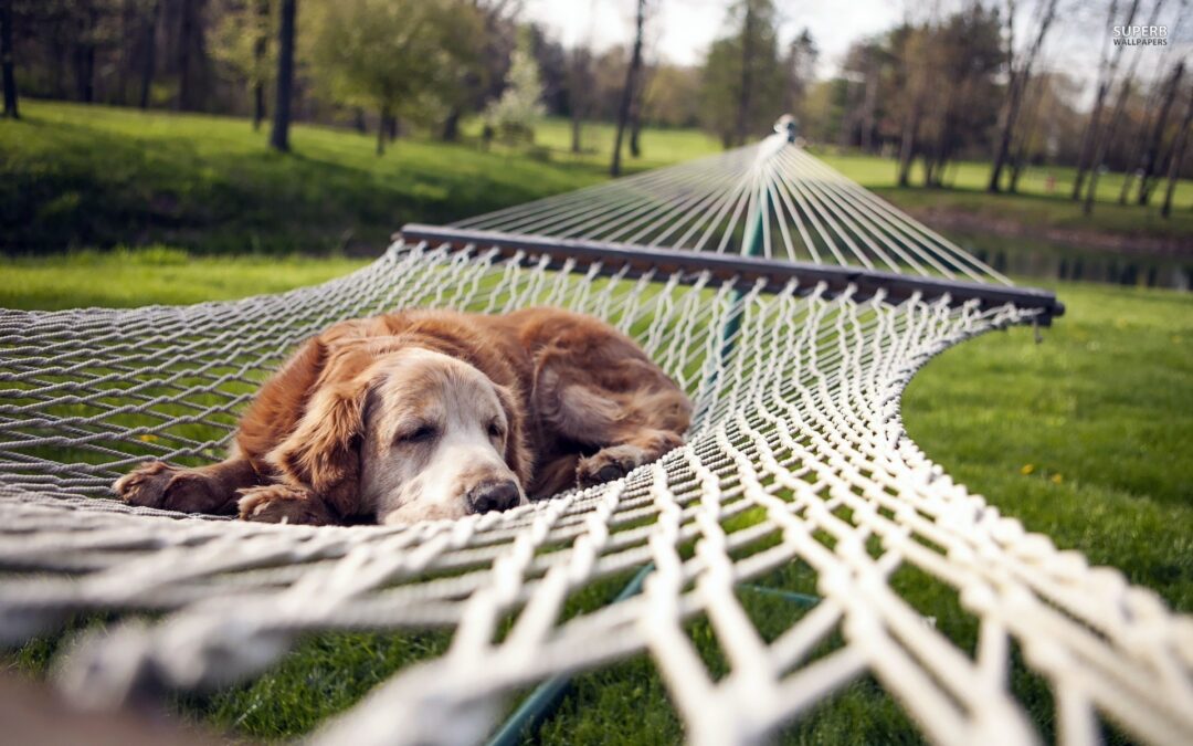 DoginHammock More Than Enough